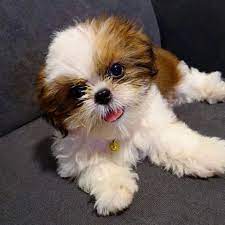 Available Puppies Shih Tzu Breeders Homes Shitzu Puppies Shih Tzu Puppy Shih Tzu Breeders