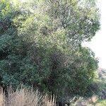 Image result for Mimusops zeyheri