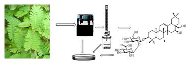 Image result for Trifolium baccarinii