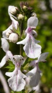 Image result for Stachys aethiopica