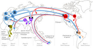 Image result for Agrostis quinqueseta