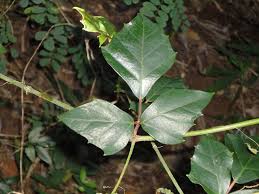 Image result for Rhoicissus