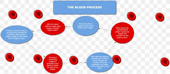 Flowchart Diagram Circulatory System Coagulation Blood Png