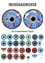 Iridology Poster Iridology Chart Iridology Reflexology