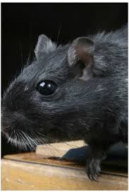 Spiritual Meaning Of Rats In Dreams Spiritual Meaning Spirituality Dream Meanings