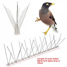 Just recently she was saying how she hasn't heard any birds making noise outside her window since we put them in. Diy Bird Spikes The Cheapest Anti Bird Pigeon Spikes Available