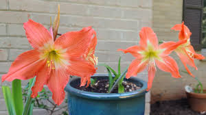 Image result for Hippeastrum puniceum