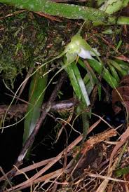 Image result for Aeranthes africana