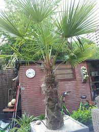 palmboom trots van de tuin tuin tuin ideeen palmboom