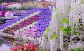 The ashikaga flower park first opened in 1968 and now spans 94,000 square meters (23 acres) of land approximately 74 kilometers north of tokyo. Tokyo Flower Day Tour Hitachi Seaside Park And Ashikaga Flower Park Kkday