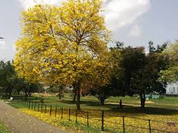 Queen S Park Savannah Destination Trinidad And Tobago Tours Holidays Vacations And Travel Guide