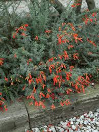 Image result for Macrotyloma densiflorum