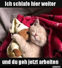 Ich Schlafe Hier Weiter Und Du Geh Jetzt Arbeiten Katze Lustig Katzen Susse Tiere Bilder