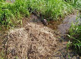 Maybe you would like to learn more about one of these? An American Alligator Nest The Mound Of Dried Grass See The Mother Download Scientific Diagram