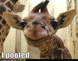 See more ideas about giraffe, giraffe art, giraffe pictures. Smug Giraffe Animal Comedy Animal Comedy Funny Animals Animal Gifs