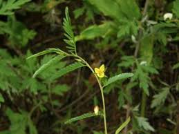 Image result for Chamaecrista zambesica