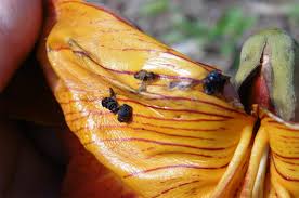 Image result for Carvalhoa campanulata