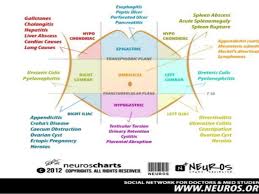 At the height of the cavity is the liver, the body's largest organ. Abdominopelvic Regions And Quadrants