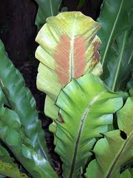 Image result for Asplenium uhligii