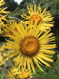 Image result for Inula mannii