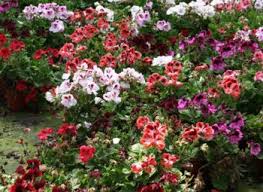 Fiori bianchi estivi da vaso. Piante Da Balcone E Terrazza Consigli Su Quali Piante E Fiori Mettere In Autunno E In Estate Verdeblog