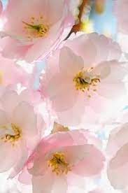 cherry blossoms 春の色 鲜花 花