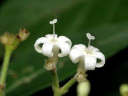 Image result for Psychotria moninensis