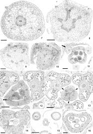 Image result for Mayaca baumii