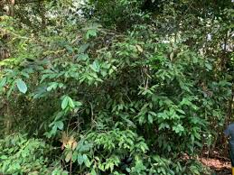 Master title (it is master title, which developer is the land holders) before the existence of strata title/ individual title, developer will be the land holders in master title. Tanah Pertanian Tepi Jalan 4 33 Ekar