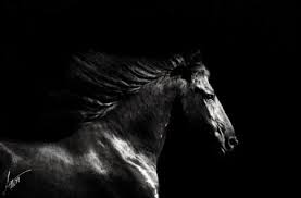 Black And White Horse Images Hd Dutch Still Life Wallpaper Black Google Search Horse Wallpaper Horses White Horses