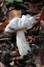 Check spelling or type a new query. Helvella Crispa Wikipedia
