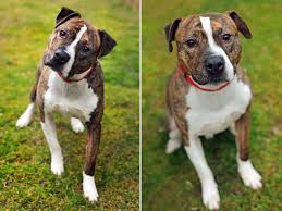 Boston terrier / boxer / mixed (short coat). 10 Unreal Boxer Cross Breeds You Have To See To Believe
