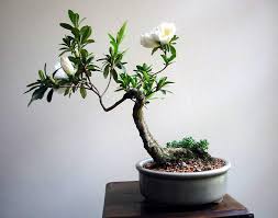 Satın aldığınız veya size hediye olarak gönderilen bonsai bitkinizin bakımı nasıl yapılır bonsainin bonsai çiçeği açması ve sağlıklı kalabilmesi için ortam sıcaklığı 22 dereceyi. Bonsai Bakimi