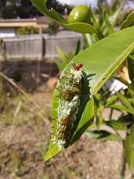 Image result for Deverra burchellii