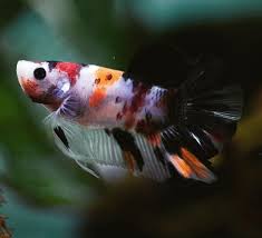 The Spirit Of Autumn Is In Full Effect Aquarium Co Op Candy Koi Bettas Are Now Here Taken By Jimmygimbal Koi Betta Betta Beautiful Fish
