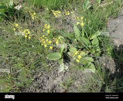 Image result for Eriospermum mackenii