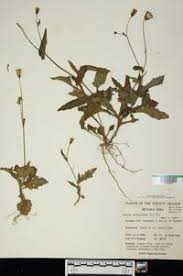 Image result for Emilia sonchifolia