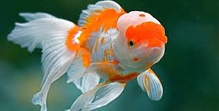 400 spesies jenis ikan hias air tawar dari jumlah 1.100 spesies yang diperdagangkan secara global. Dengan Modal Kecil Budidaya Ikan Hias Bisa Dicoba Harian Forum