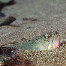 Hours, address, petermannchen stadtrundfahrten review: Strandbesucher Aufgepasst So Gefahrlich Ist Dieser Fisch In Nord Und Ostsee Fit For Fun
