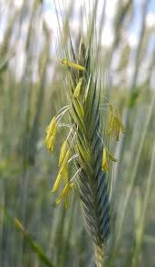 .maç sonucu 1 0 2 çifte şans 1x2 1x0 2x1 alt / üst alt üst muchova, karolina. Biologie News Schlussel Zum Umfassenden Gen Pool Des Roggen