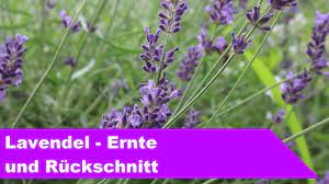 Diese könnte zwar ebenfalls geerntet werden, jedoch ist davon dringend abzuraten. Lavender Harvest And Pruning Capital City Gardening German English Subs Youtube