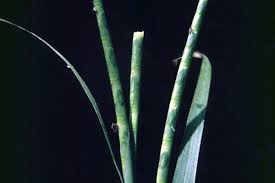 Image result for Rottboellia cochinchinensis