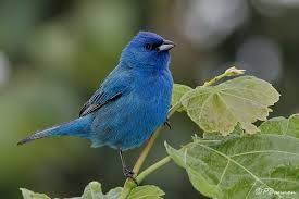 Oiseaux Du Quebec Le Merle Bleu List Of Birds Animals Birds