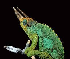 Jackson S Chameleon Can Birth Up To 30 Offspring Jackson Chameleon Chameleon Reptile Magazine