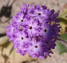 Image result for Vandellia subracemosa
