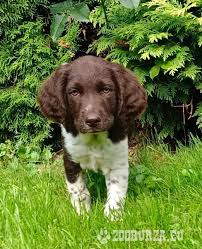 Image result for Malý münsterlandský ohař