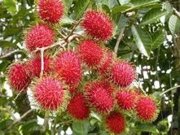 Tempat asal, asli, asal, kelahiran, sifat semula jadi, anak kelahiran, orang asli. Pin On Fruits In Nature