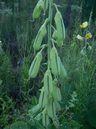 Image result for Crotalaria polysperma