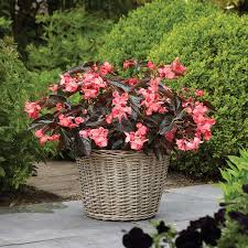 Image result for Begonia princeae