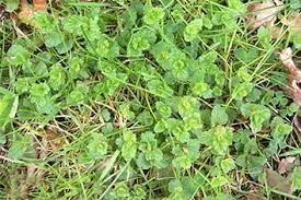 Weed identification can be tricky. Common Lawn Problems Joe S Lawn Care